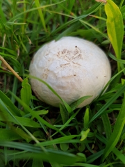 Agaricomycetes