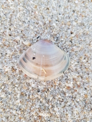 Mactra stultorum