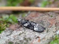 Coleotechnites atrupictella