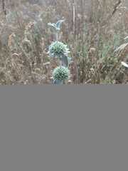 Marrubium incanum