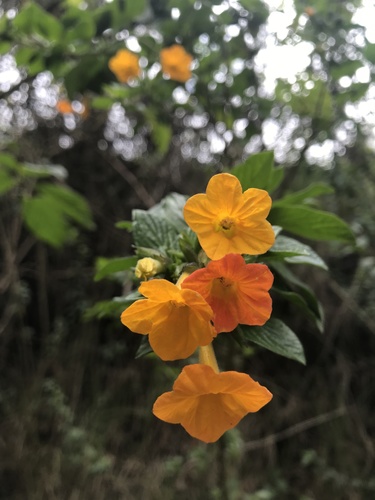 Streptosolen jamesonii