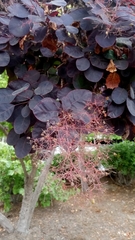 Cotinus