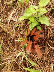 Megaphobema robustum