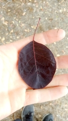 Cotinus