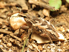 Coniocleonus excoriatus