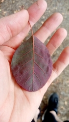 Cotinus