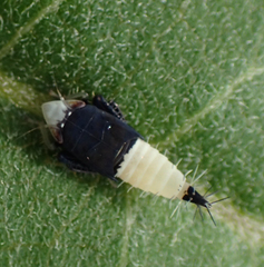 Scaphoideus incisus