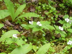 Cornus unalaschkensis