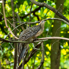 Dromococcyx phasianellus