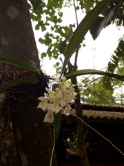 Rodriguezia bracteata