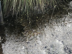Utricularia minor