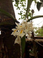 Rodriguezia bracteata