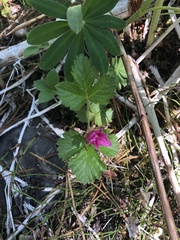 Rubus arcticus acaulis