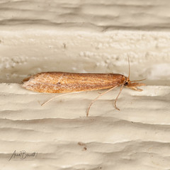 Donacaula sordidellus