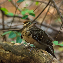 Dromococcyx phasianellus