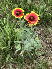 Gaillardia pulchella