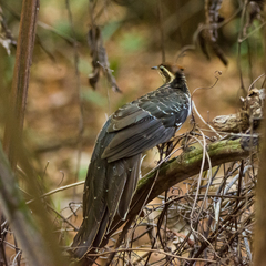 Dromococcyx phasianellus