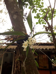 Rodriguezia bracteata