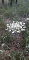 Daucus carota