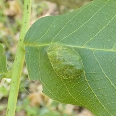 Aceria erinea