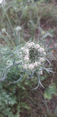 Daucus carota
