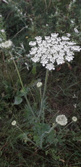 Daucus carota