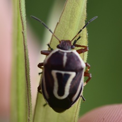Perillus circumcinctus