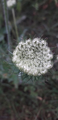 Daucus carota