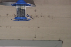 Poecile carolinensis