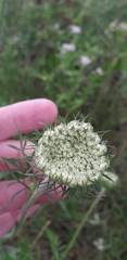 Daucus carota