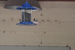 Poecile carolinensis