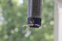 Haemorhous mexicanus