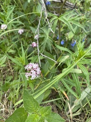 Valeriana capitata