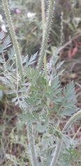 Daucus carota
