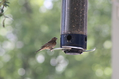 Haemorhous mexicanus