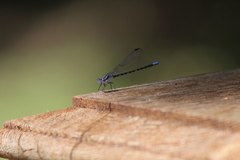 Argia immunda