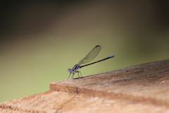 Argia immunda