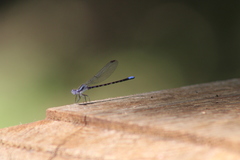 Argia immunda