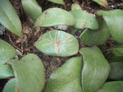 Philocryptica polypodii