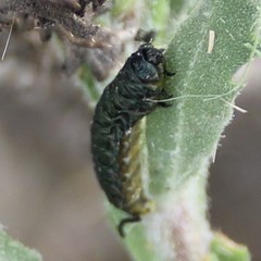 Trirhabda luteocincta