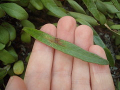 Philocryptica polypodii