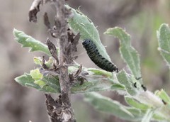 Trirhabda luteocincta