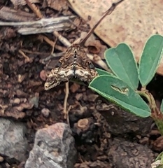 Lepidoptera