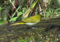 Hemithraupis ruficapilla