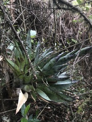 Tillandsia clavigera