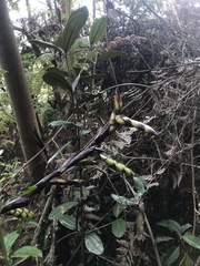 Tillandsia clavigera