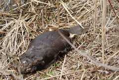 Castor canadensis