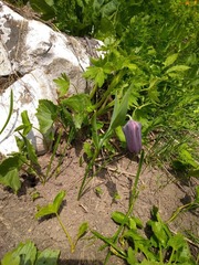 Fritillaria latifolia