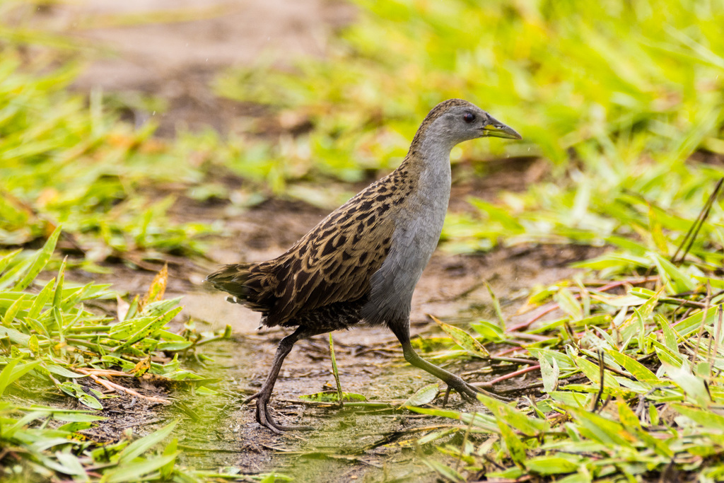 Ash-throated Crake (Mustelirallus albicollis) photo