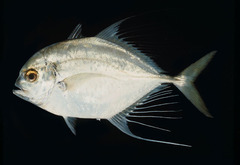Bumpnose Trevally photo 3